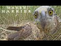 Birds of prey. Excellent parents. Marsh harrier in breeding season. Bird nest with two chicks.