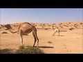 RAS ALKHAIMAH DESERT UAE | RAJ TV