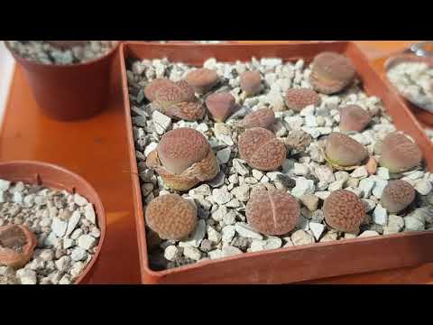 וִידֵאוֹ: Lithops הם 