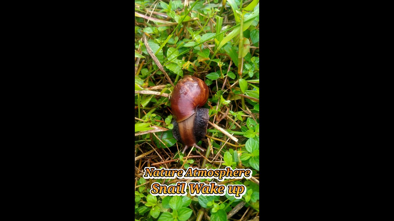 Funny video of snails in the morning in my village #shortsvideo #snail  #nature #funnyvideo #funny - YouTube