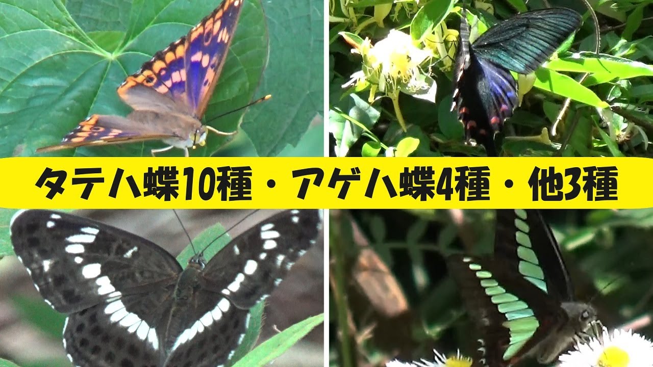 タテハ蝶10種・アゲハ蝶4種 他3種 - YouTube