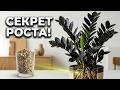 Почему мой замиокулькас растет так быстро? Секрет в грунте и этих таблетках