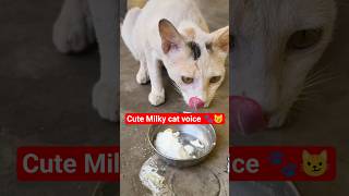 meow meow 😸 #cute#cat#kitty#kitten #catvideos#youtubeshorts#catsound #walkofftheearth#youtube