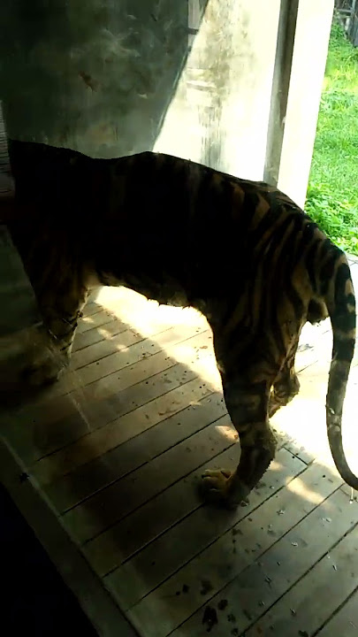 Harimau jawa