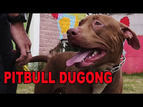 Video: Tunjukkan Anjing - Kita Tumbuh Demi Kemenangan