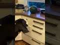 🍉🍉🍉#bigdog #youtubeshorts #greatdane #scarydog #viral #ytshorts #dogshorts #funnydogs