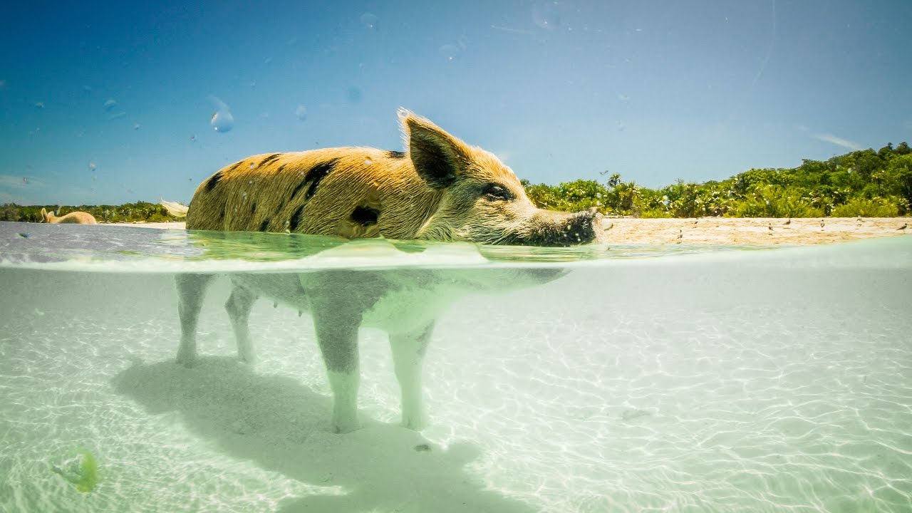 Exploring and Spearfishing the Bahamas – Swimming with Pigs (Part 2) (Take the Waters)