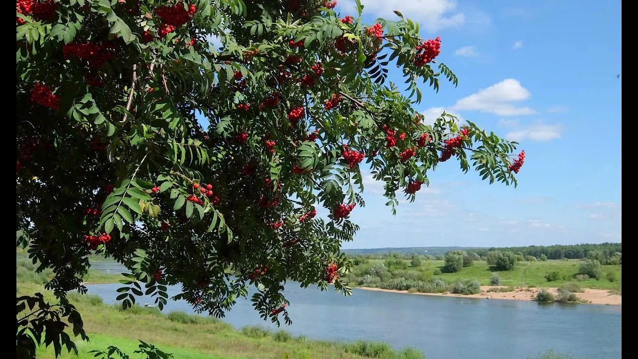 Дикая рябина фото