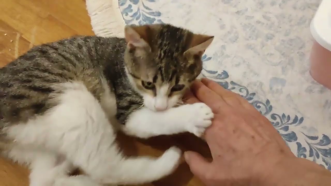 Fip Hastası Kedilerimiz - Fip Tedavi Süreci 1 Bölüm