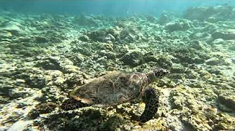 Turtle No II 19.10.2024
