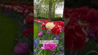 The garden of love at keukenhof 🌹🌸💐🌺🌷#amsterdam