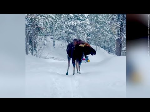 Huge moose charges at snowmobiler | Moose Attack