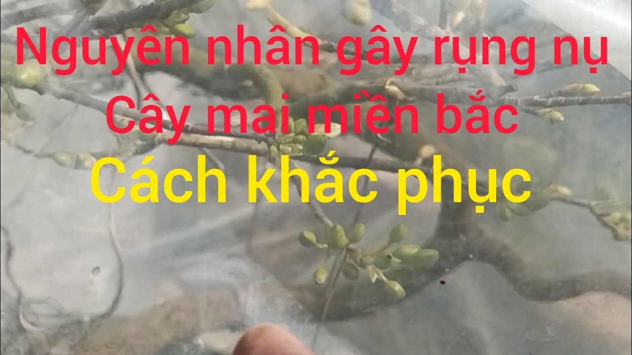 Nguyên nhân gây rụng nụ cây mai miền bắc và cách khắc phục 