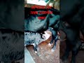 এসিআই 107 নম্বর বোর্ডের বাচ্চা।#cow #dairyherd #dairyfarming