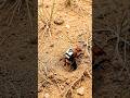 Velvet Ant POV: Micro Camera Enters a Massive Underground Wasp Colony #shorts #shortsfeed #wildlife