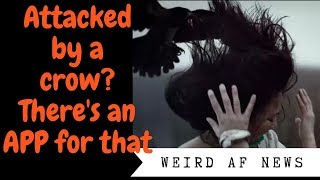 Attacked by a crow? Protect yourself with this new app!