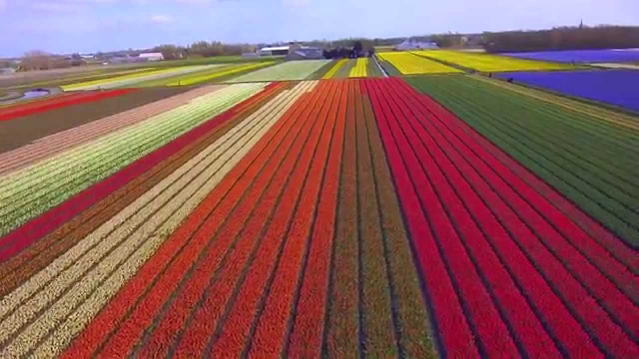 Dutch Tulip fields