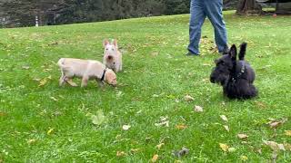 The big dogs are the small dogs by Roark and Wyatt 543 views 6 days ago 26 seconds