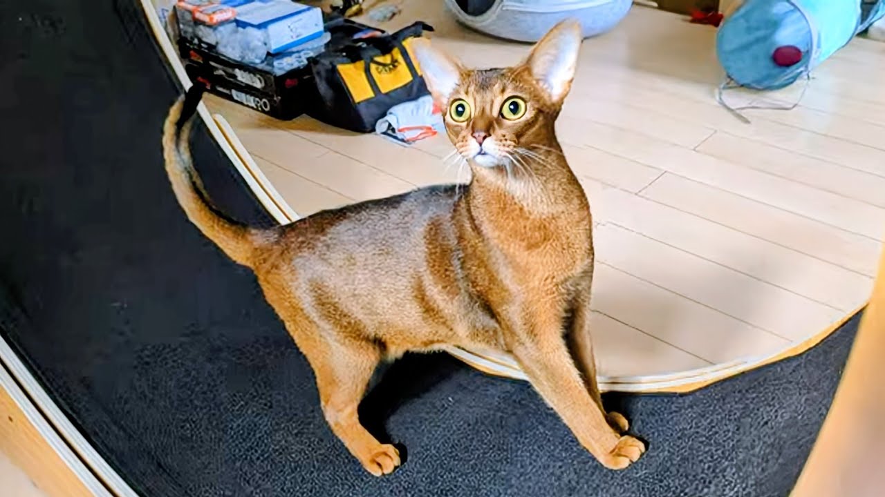 I'm Eliza and I love my NORDIC BEAST Exercise Wheel