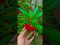 Jane na tu 🥰☺️❤️❤️#flowers #flowerslovers #trending #youtubeshorts #sorts