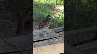 Bobwhite quail calling Bobwhite quail calling