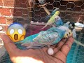 Perdi minha única ARCO-ÍRIS | periquito australiano 😭🦜🌈