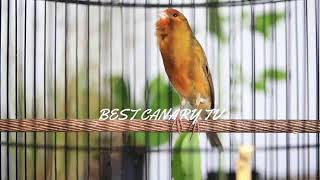Kenari Gacor - Spanish timbrado Canario da terra - waterslager best Canary singing