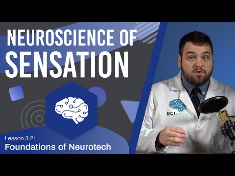 Synthés Rafn:  The Science Behind The Sensation