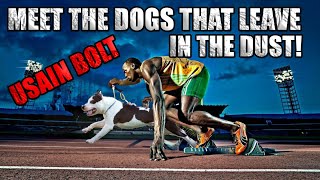 Meet the Dogs That Leave Usain Bolt in the Dust!