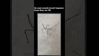 Он знает всякий способ творения.(Сура Ясин, аят 79) #аллах