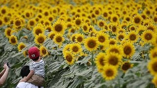 １０万本のヒマワリが満開