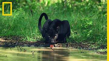 Pourquoi les Panthères sont noires ?