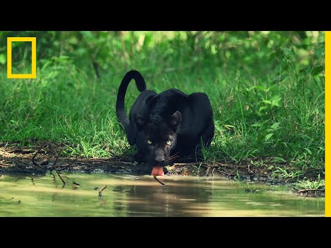 Vidéo: Les panthères vivent-elles dans la forêt ?