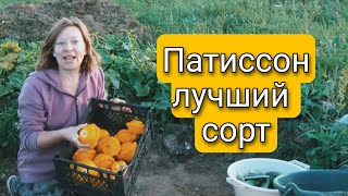 Мой любимый ПАТИССОН который не перерастает | Светлана Самойлова