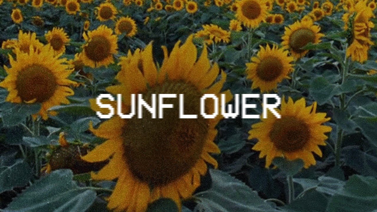 sunflower type beat