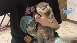 Baby Otter Receives Lots of Love!