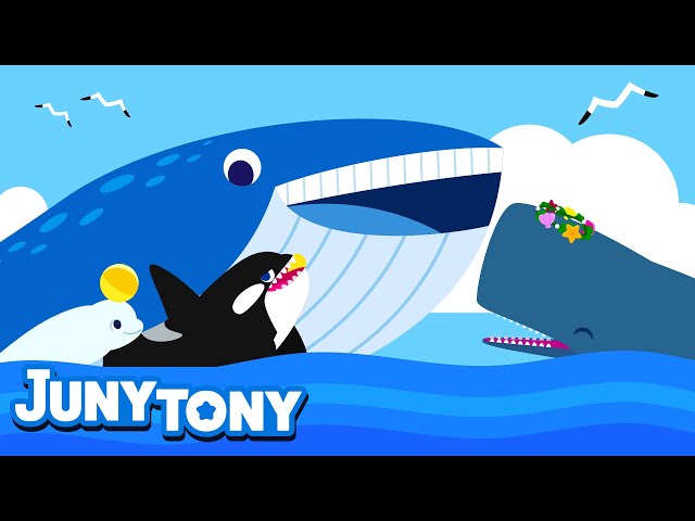Whale Song for Kids | Learn Sea Animals | Blue whale, Sperm whale, Beluga Whale and Orca | Juny&Tony class=