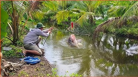 Đụng con cá rô phi khủng ở vườn mít bỏ hoang. Kéo nó lên được tới bờ rồi rung tay luôn...