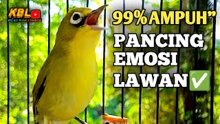 CIAK CIAK JOSS KECIAL KUNING AMPUH||PANCINGAN KECIAL MALAS BUNYI||