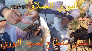 صيد سمك البوري العملاق(منطاج خطير+ الطعم سمك كبيلا(الاسقمري)= صيد كميات كبيرة من البوري)