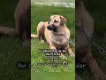 🐾💞 DINNY – junges Herz hinter Gittern sucht Hoffnung 💞🐾