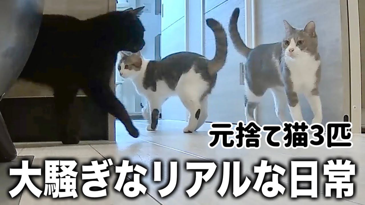 食べることが大好きなニャンズのリアルな日常【元捨て猫３匹との暮らし】