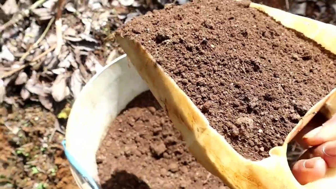 Pupuk yang paling baik untuk Lada