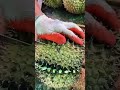 cara cepat belah durian siap di saji kan #shorts