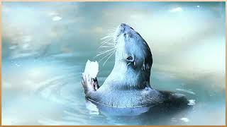 Relaxing Nature Sounds With Amazing Otter Facts Part 2 Calming Wildlife Video