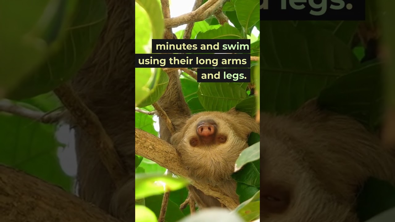 3 Facts you may not know about Sloths