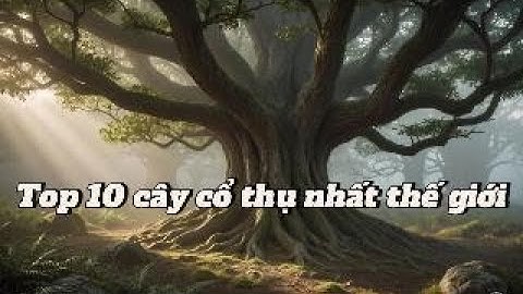 Top 10 cây cổ thụ nhất thế giới – Những sinh vật sống lâu nhất hành tinh