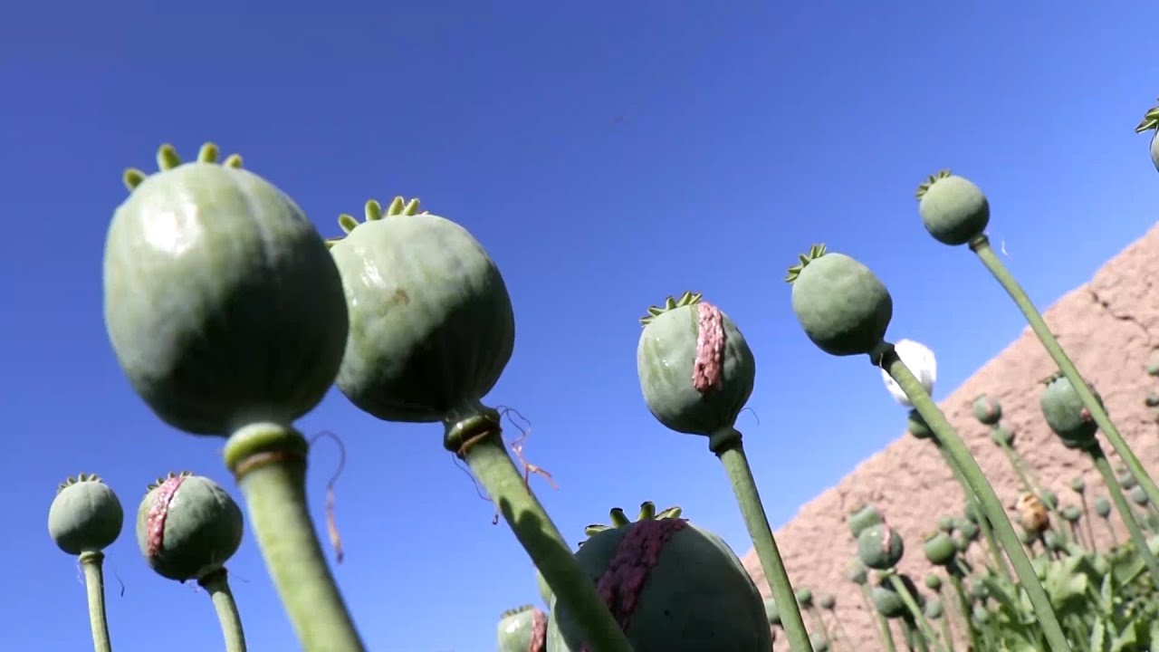 Afghan Farmers Supply Opium Trade As Money Dries Up
