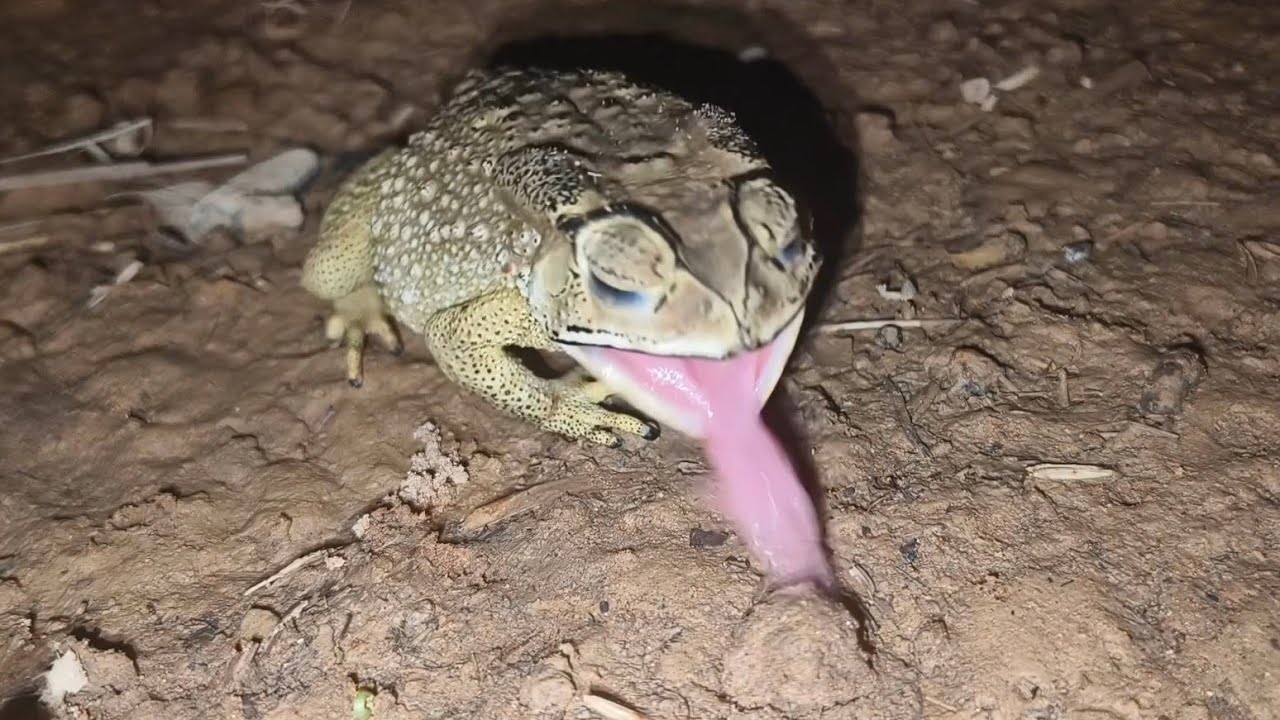 Toad Eating Insect Wow toad eat insects 😱😱#nature #animals #insects #food #cricket # ...