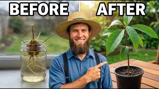 Grow an Avocado Tree From ONE Seed... The Old AMISH Way
